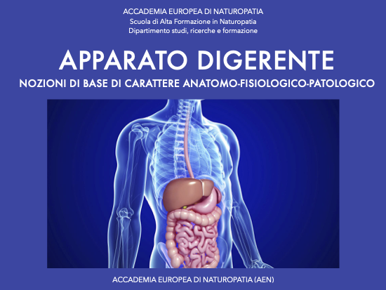 Apparato digerente